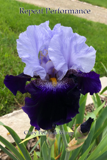 Repeat Performance - Tall Bearded Iris