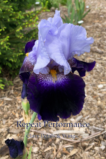 Repeat Performance - Tall Bearded Iris