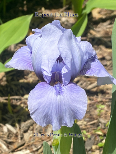 REPEAT THE BLUES - Standard Dwarf Bearded Iris