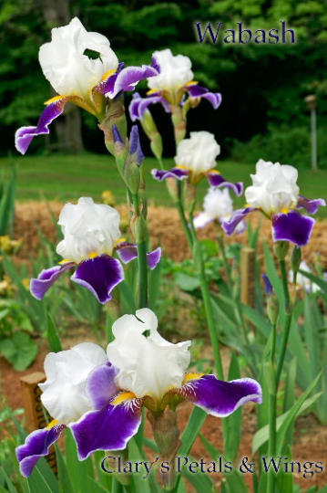 Wabash - Tall Bearded Iris 1936