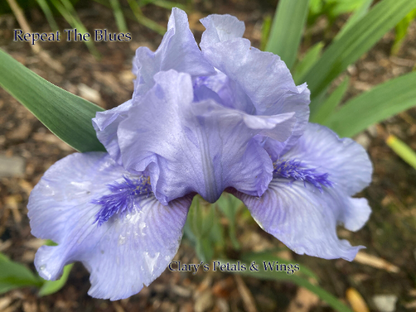 REPEAT THE BLUES - Standard Dwarf Bearded Iris