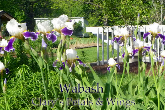 Wabash - Tall Bearded Iris 1936