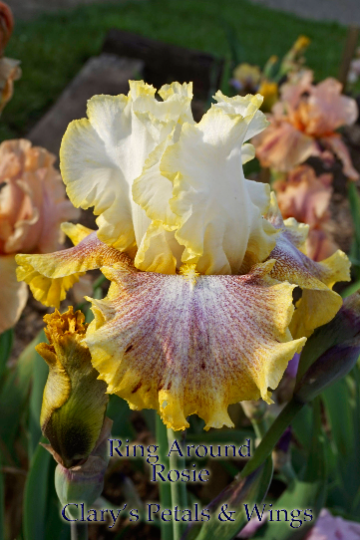 Ring Around Rosie - 2000 -Tall Bearded Iris