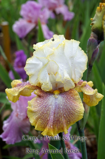 Ring Around Rosie - 2000 -Tall Bearded Iris