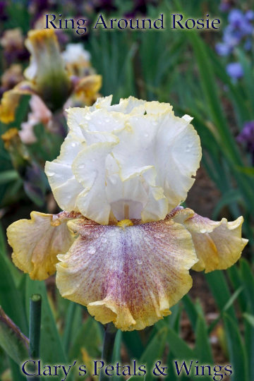 Ring Around Rosie - 2000 -Tall Bearded Iris