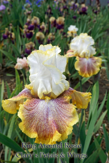 Ring Around Rosie - 2000 -Tall Bearded Iris