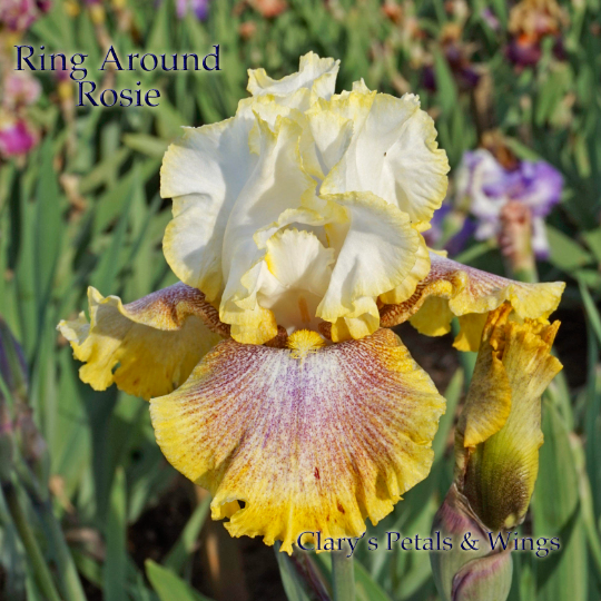 Ring Around Rosie - 2000 -Tall Bearded Iris