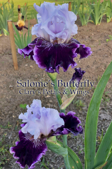 Salome's Butterfly - 2010 Tall Bearded Iris