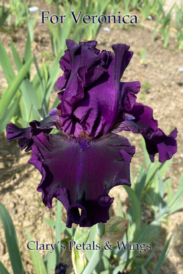 FOR VERONICA - 2015 - Tall Bearded Iris