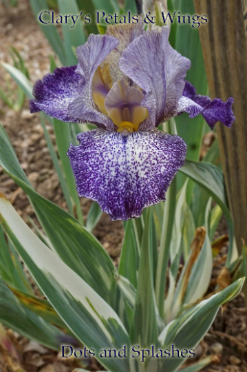 DOTS AND SPLASHES 2010 Tall Bearded Iris