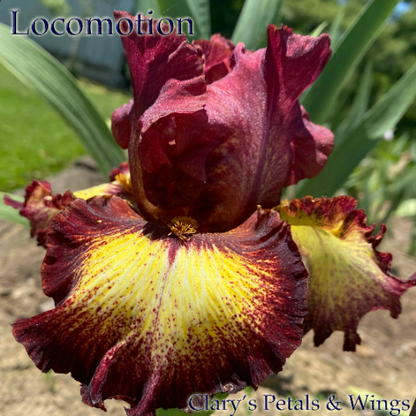 Locomotion - 2017 - Tall Bearded Iris