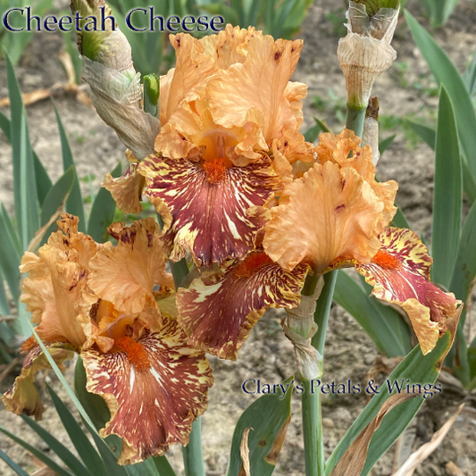 CHEETAH CHEESE - 2001 - TB