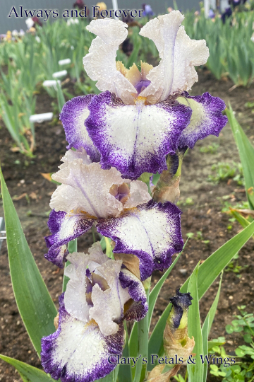 ALWAYS AND FOREVER - Tall Bearded Iris