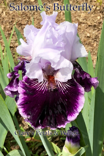 Salome's Butterfly - 2010 Tall Bearded Iris