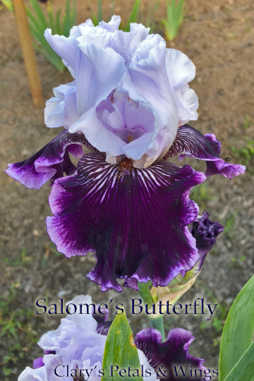 Salome's Butterfly - 2010 Tall Bearded Iris