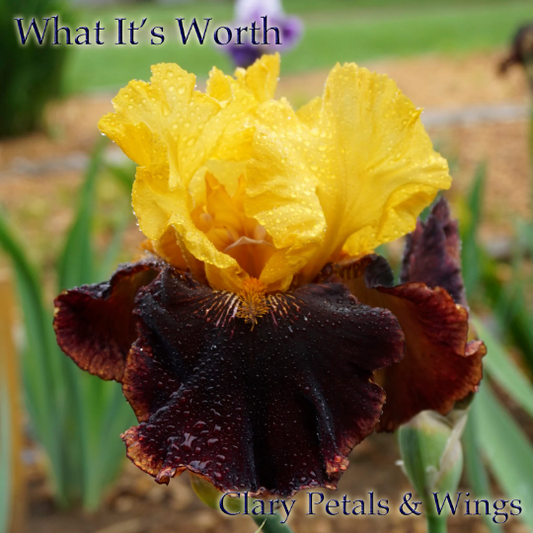 What it's Worth - 2014 Tall Bearded Iris