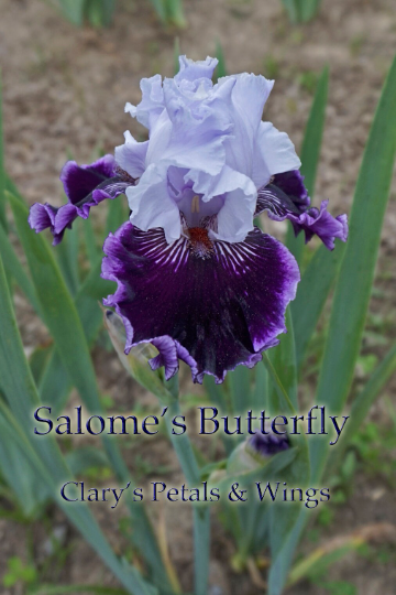 Salome's Butterfly - 2010 Tall Bearded Iris