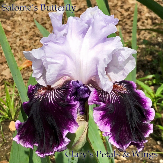 Salome's Butterfly - 2010 Tall Bearded Iris