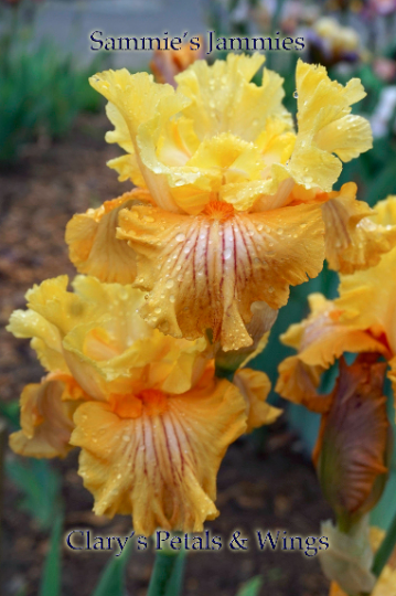 SAMMIE'S JAMMIES - 2010 - Tall Bearded Iris