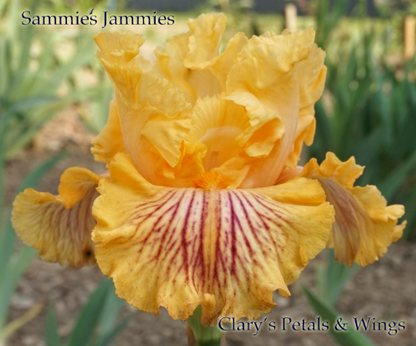 SAMMIE'S JAMMIES - 2010 - Tall Bearded Iris