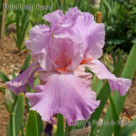 WILD IRISH ROSE - 2003 - TB