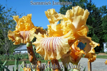 SAMMIE'S JAMMIES - 2010 - Tall Bearded Iris