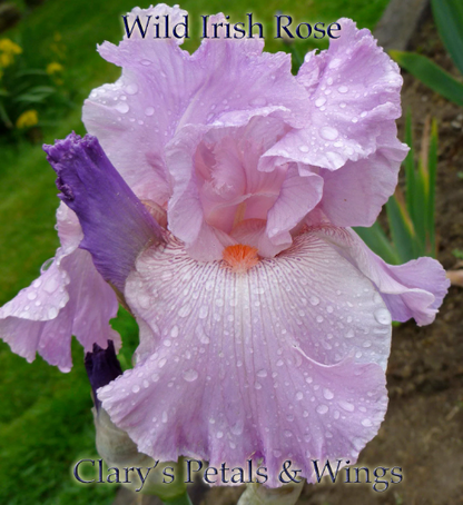Wild Irish Rose - 2003 Tall Bearded Iris