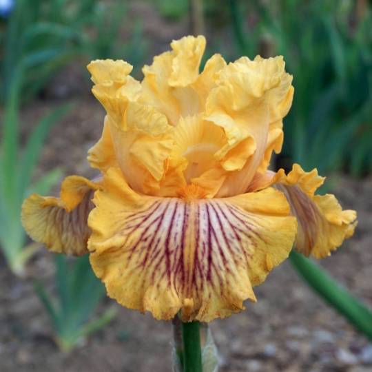 SAMMIE'S JAMMIES - 2010 - Tall Bearded Iris