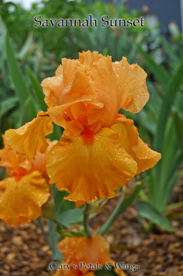 SAVANNAH SUNSET - 2000 Tall Bearded IRIS