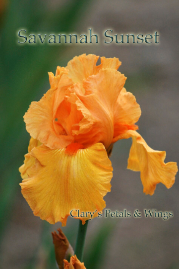 SAVANNAH SUNSET - 2000 Tall Bearded IRIS