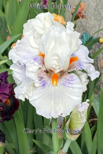 WINTER HAVEN - 2020 - TB - Fragrant