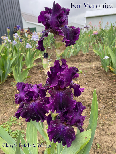 FOR VERONICA - 2015 - Tall Bearded Iris