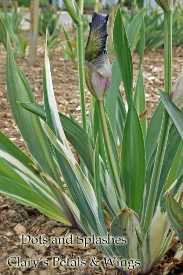 DOTS AND SPLASHES 2010 Tall Bearded Iris