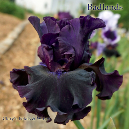 Badlands - 2003 Tall Bearded Iris