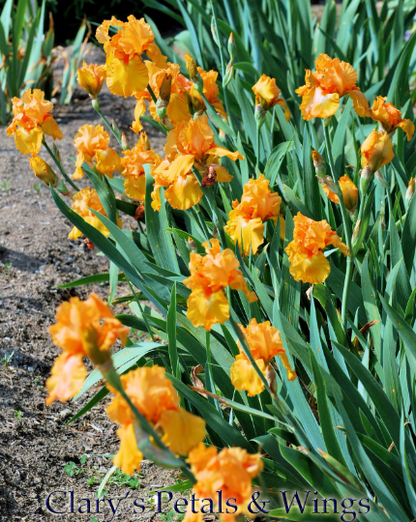 SAVANNAH SUNSET - 2000 Tall Bearded IRIS