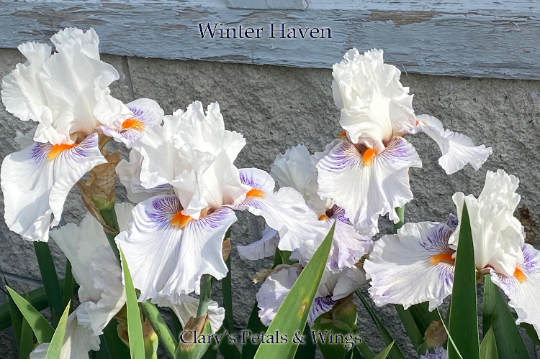Winter Haven - 2020 Tall Bearded Iris