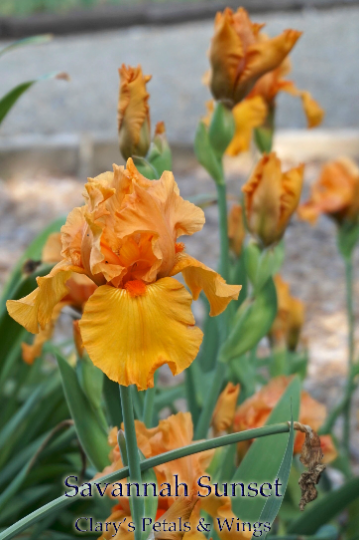 SAVANNAH SUNSET - 2000 Tall Bearded IRIS