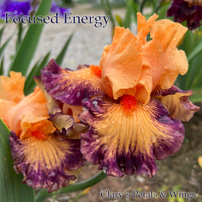 FOCUSED ENERGY - 2021 Tall Bearded Iris