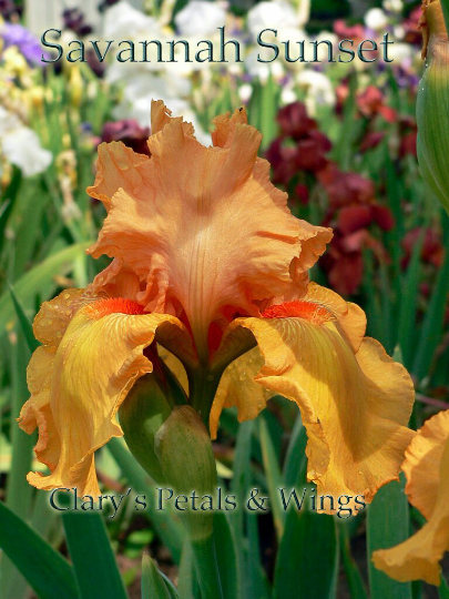 SAVANNAH SUNSET - 2000 Tall Bearded IRIS