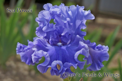 Sea Power - Fragrant Tall Bearded Iris