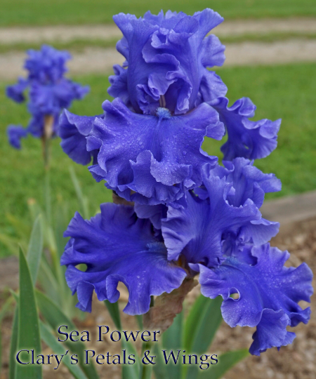 Sea Power - Fragrant Tall Bearded Iris