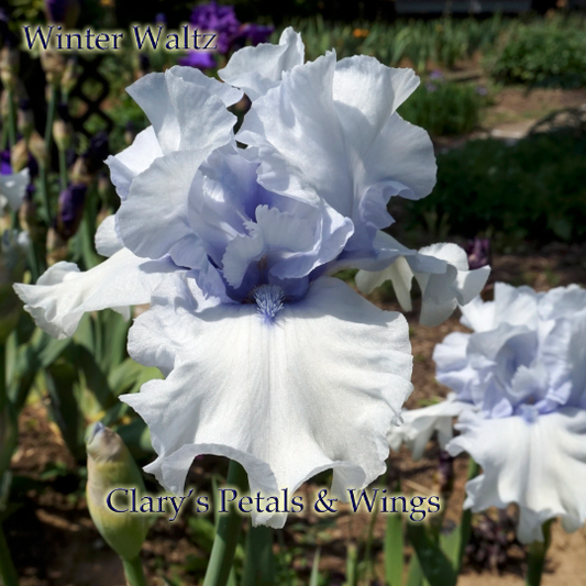 WINTER WALTZ - 2009 - TB