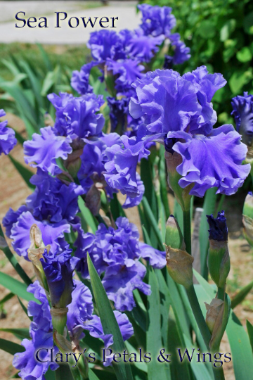 Sea Power - Fragrant Tall Bearded Iris