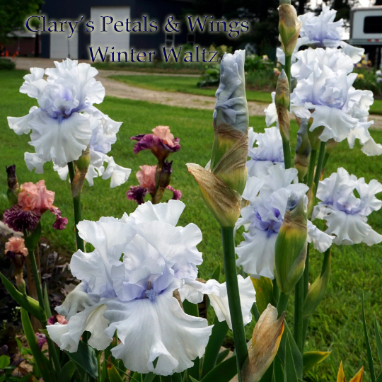 Winter Waltz - 2009 Tall Bearded Iris
