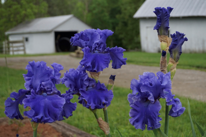 Sea Power - Fragrant Tall Bearded Iris