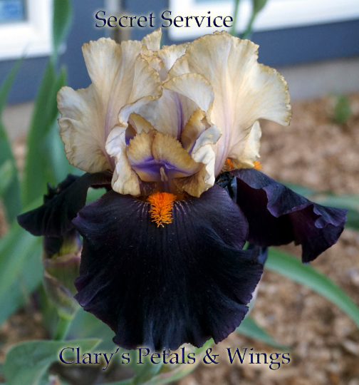 Secret Service - 2002 Tall Bearded Iris