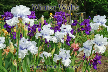 Winter Waltz - 2009 Tall Bearded Iris