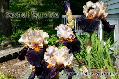 Secret Service - 2002 Tall Bearded Iris