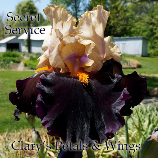 Secret Service - 2002 Tall Bearded Iris