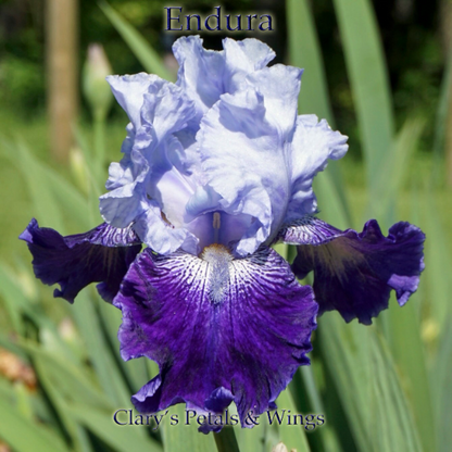 Endura - Tall Bearded Iris